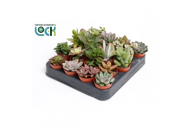 Succulenten mix 