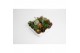 Succulenten mix 