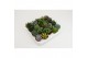 Succulenten mix 