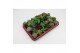 Succulenten mix 