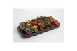 Cactus/succulent succulenten overig Herfst Mix
