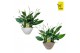 Spathiphyllum pico cupido 10+ bloem - Eileen pot, 2PP 
