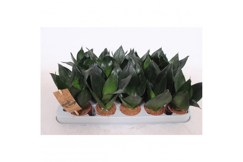 Sansevieria trifasciata hahnii black 