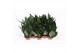 Sansevieria trifasciata hahnii black 