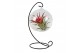 Tillandsia arrangement Tillandsia hangbol frame medium 1 pp 