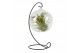 Tillandsia arrangement Tillandsia hangbol frame medium 1 pp 