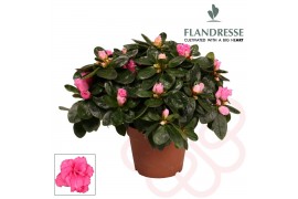 Rhododendron simsii roze flandresse