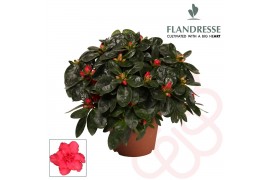Rhododendron simsii rood flandresse
