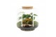 Arrangementen kamerplanten 90615: Terrarium 