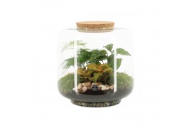 Arrangementen kamerplanten 90615: Terrarium