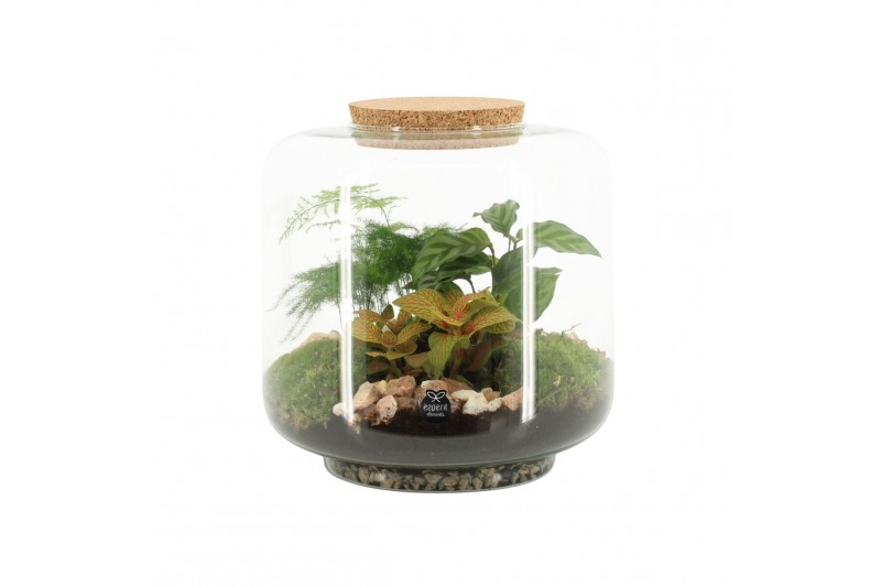 Arrangementen kamerplanten 90615: Terrarium 