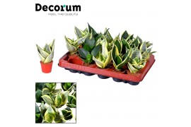 Sansevieria trifasciata Tiny Sanny mix (Sansevieria) (Decorum)
