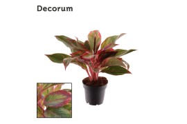 Aglaonema crete Aglaonema Crete 2 pp
