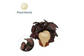 Begonia blad magic colours etna Begonia rex Etna 12cm 3 pp