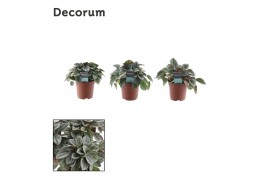 Peperomia napoli nights decorum