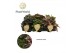 Begonia blad rex mix Begonia rex Magic Colours 12cm 3 pp 