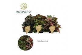 Begonia blad rex mix Begonia rex Magic Colours 12cm 3 pp