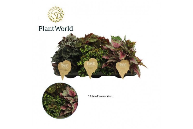Begonia blad rex mix Begonia rex Magic Colours 12cm 3 pp Begonia blad rex mix Begonia rex Magic Colours 12cm 3 pp