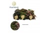 Begonia blad rex mix Begonia rex Magic Colours 12cm 3 pp