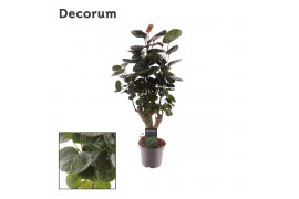 Polyscias fabian Polyscias Fabian (Decorum) 1 pp