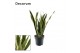 Sansevieria trifasciata laurentii (Decorum) 