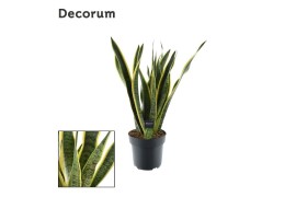 Sansevieria trifasciata laurentii (Decorum)