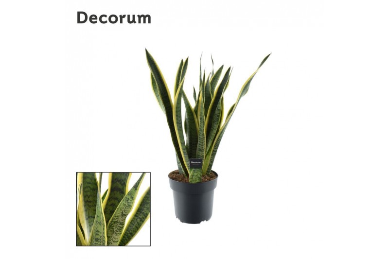 Sansevieria trifasciata laurentii (Decorum) 