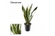 Sansevieria trifasciata laurentii Sansevieria Laurentii (Decorum) 24 c 