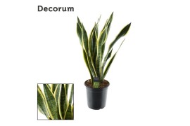 Sansevieria trifasciata laurentii Sansevieria Laurentii (Decorum) 24 c