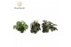 Peperomia mix Peperomia gemengd 1 pp 