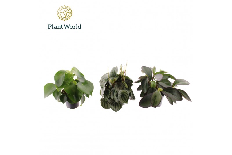 Peperomia mix Peperomia gemengd 1 pp 