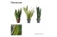 Sansevieria trifasciata Sansevieria mix 