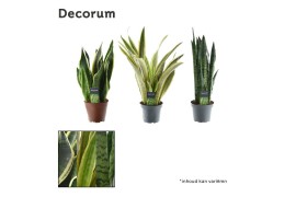 Sansevieria trifasciata Sansevieria mix