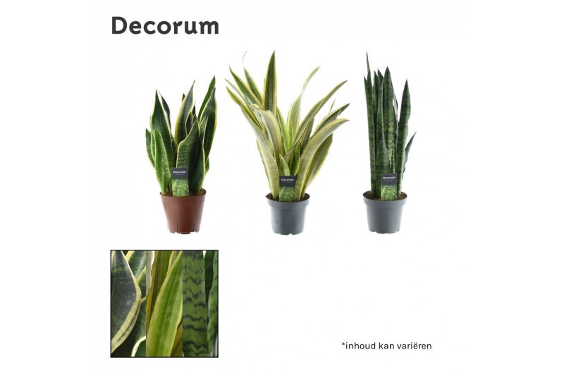 Sansevieria trifasciata Sansevieria mix 