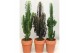 Euphorbia mix Desert mix in stenen pot 