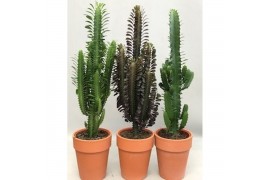 Euphorbia mix Desert mix in stenen pot
