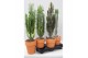 Euphorbia mix Desert mix in stenen pot 