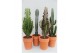 Euphorbia mix Desert mix in stenen pot 