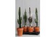 Euphorbia mix Desert mix in stenen pot 