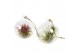 Tillandsia arrangement glas hangbol medium 