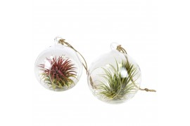Tillandsia arrangement glas hangbol medium