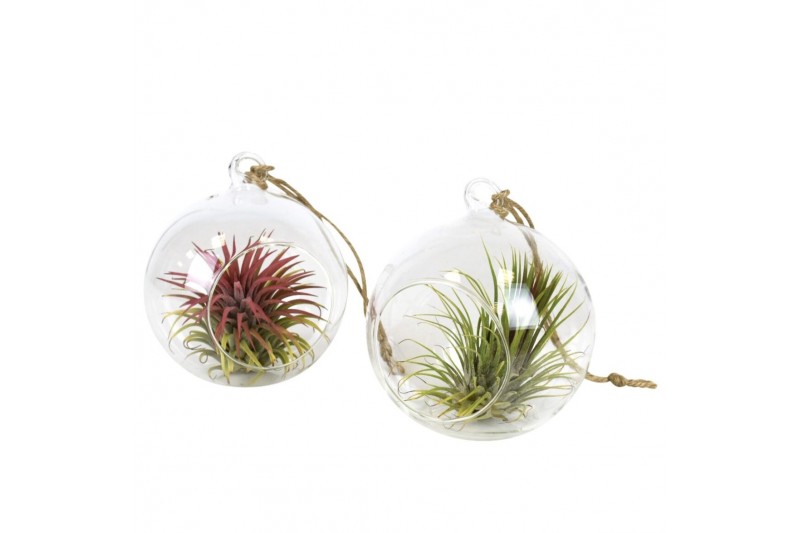 Tillandsia arrangement glas hangbol medium 
