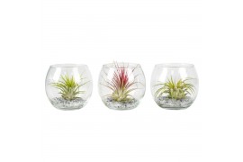 Tillandsia arrangement glas bol mini