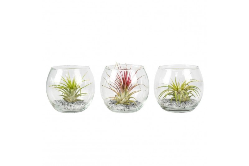 Tillandsia arrangement glas bol mini 