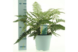 Polystichum polyblepharum Jade