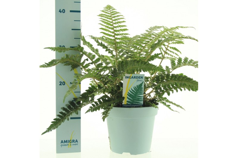 Polystichum polyblepharum Jade 