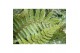 Polystichum polyblepharum Jade 