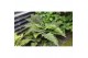 Polystichum polyblepharum Jade 