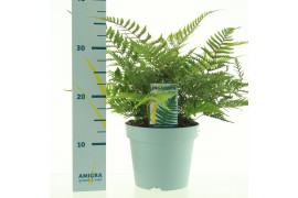Dryopteris erythrosora