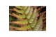 Dryopteris erythrosora 